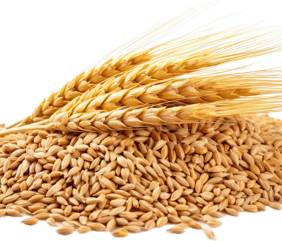 ai-generated-wheat-grains-free-png