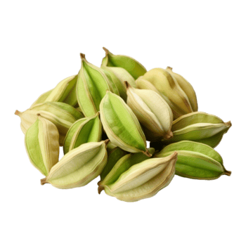 cardamom-isolated-on-transparent-background-png