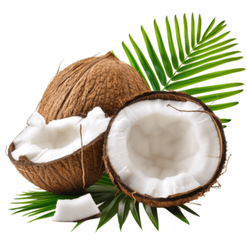 pngtree-coconut-whole-half-and-tree-on-transparent-background-png-image_13684599