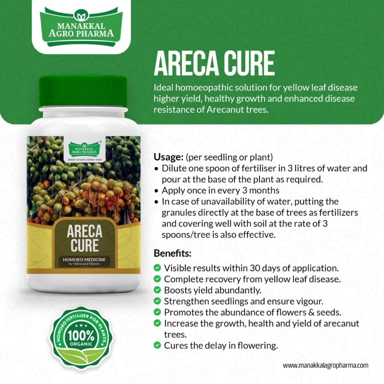 Areca-Cure-768x768