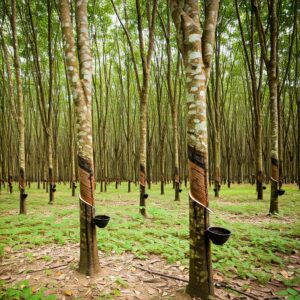 Rubber farming in Kerala