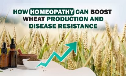 684-homeopathy-can-boost-wheat-production-disease-resistance