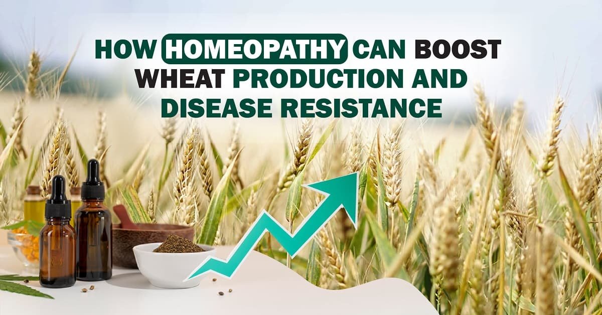 684-homeopathy-can-boost-wheat-production-disease-resistance